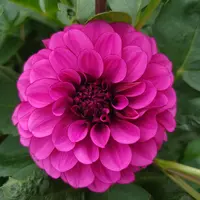 多肉　パキフィツム 紫美人 パキフィツム パープル美人 Pachyphytum 'Purple Bijin'｜多肉