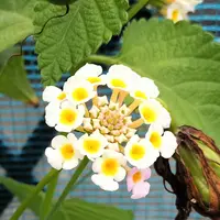 ランタナの写真｜植物図鑑｜みんなの趣味の園芸