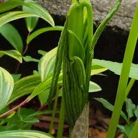 ウラシマソウ（テンナンショウの仲間）とは｜育て方がわかる植物図鑑