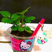 ★【新品】★★ワイルドストロベリー ワイルド ストロベリー ティーカップ＆ソーサー（リー） | WEDGWOOD