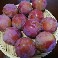 スモモページ スモモの種類（原種、品種）｜植物図鑑｜みんなの趣味の園芸（NHK出版）