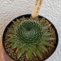 子持ち蓮華錦の基本情報・育て方｜多肉植物・サボテン図鑑｜みんなの