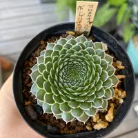 子持ち蓮華錦の基本情報・育て方｜多肉植物・サボテン図鑑｜みんなの