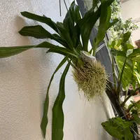 グラマトフィラムの育て方・栽培方法｜植物図鑑｜みんなの趣味の園芸