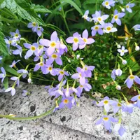 ひなそう ヒナソウ Houstonia caerulea アカネ科 Rubiaceae ヒナソウ属