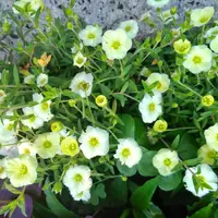 アレナリアの写真｜植物図鑑｜みんなの趣味の園芸