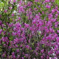 ミツバツツジの種類（原種、品種）｜植物図鑑｜みんなの趣味の園芸
