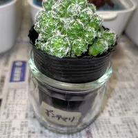 ペレスデラロサエ アンダーソニアナ 実生 鉢植えメルカリ便送料込み マミラリア・ペレスデラロサエ・アンダーソニアナ(mammillaria