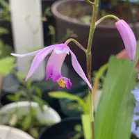 紫蘭ページ imgrc0101204543.jpg