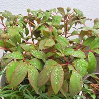 ヤマシャクヤクの種類（原種、品種）｜植物図鑑｜みんなの趣味の園芸