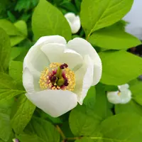 山野草ヤマシャクヤクいわし雲×祖谷中津山　交配種 山野草ヤマシャクヤクいわし雲×祖谷中津山 交配種 【公式通販】