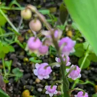 スズランの写真｜植物図鑑｜みんなの趣味の園芸
