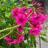 クリンソウの写真｜植物図鑑｜みんなの趣味の園芸