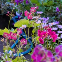 クリンソウの写真｜植物図鑑｜みんなの趣味の園芸