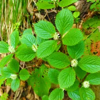 ヒトリシズカ〈3枚組〉 ヒトリシズカ〈3枚組〉 960px-Chloranthus_japonicus.JPG