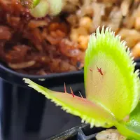 ハエトリグサとは｜育て方がわかる植物図鑑｜みんなの趣味の園芸（NHK