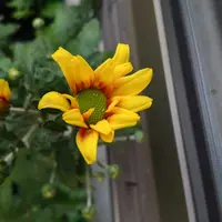 小ギク（小菊）の写真｜植物図鑑｜みんなの趣味の園芸