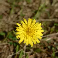 たんぽぽりんページ たんぽぽりんページ 960px-