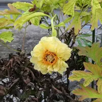 ボタンの種類（原種、品種）｜植物図鑑｜みんなの趣味の園芸（NHK出版）