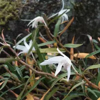 セッコクの写真｜植物図鑑｜みんなの趣味の園芸