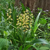 エビネ（夏咲き）とは｜育て方がわかる植物図鑑｜みんなの趣味の園芸