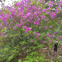 ミツバツツジの種類（原種、品種）｜植物図鑑｜みんなの趣味の園芸