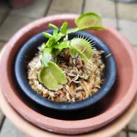 才蔵　ハエトリソウ ハエトリソウ／ハエトリグサ バート・シンプソン（鉢ごと発送） - メルカリ