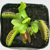 才蔵　ハエトリソウ ハエトリソウ／ハエトリグサ バート・シンプソン（鉢ごと発送） - メルカリ