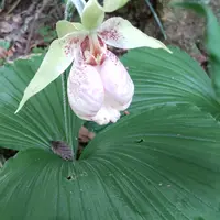 クマガイソウの種類（原種、品種）｜植物図鑑｜みんなの趣味の