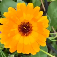 カレンデュラ（キンセンカ）とは｜育て方がわかる植物図鑑