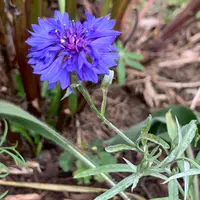 ヤグルマギク（一年草セントーレア）とは｜育て方がわかる植物