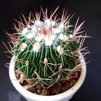 エキノカクタス金鯱の基本情報・育て方｜多肉植物・サボテン図鑑