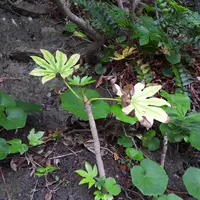 ヤツデの育て方・栽培方法｜植物図鑑｜みんなの趣味の園芸（NHK