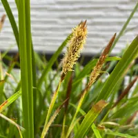 カレックスとは｜育て方がわかる植物図鑑｜みんなの趣味の園芸（NHK出版）