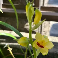グリーンアイ　夏咲きエビネ　28株 エビネ（夏咲き）とは｜育て方がわかる植物図鑑｜みんなの趣味の園芸