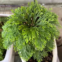 イワヒバとは｜育て方がわかる植物図鑑｜みんなの趣味の園芸（NHK出版）