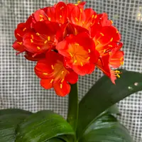 ELZA　クンシラン　VIC ヤマブキ色他５品種　計6品種 Yahoo!オークション - 「君子蘭」その他 (花) の落札相場・落札価格
