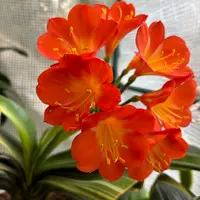 ELZA　クンシラン　VIC ヤマブキ色他５品種　計6品種 クンシランの種類（原種、品種）｜植物図鑑｜みんなの趣味の園芸（NHK