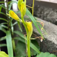グリーンアイ　夏咲きエビネ　28株 エビネ（夏咲き）の育て方・栽培方法｜植物図鑑｜みんなの趣味の園芸
