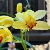 エビネ（夏咲き）とは｜育て方がわかる植物図鑑｜みんなの趣味の園芸