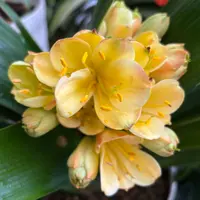 クンシランの種類（原種、品種）｜植物図鑑｜みんなの趣味の園芸（NHK