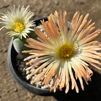 コノフィツム'稚児桜'の基本情報・育て方｜多肉植物・サボテン図鑑