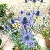 エリンジウム（エリンジューム）とは｜育て方がわかる植物図鑑