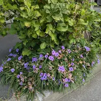 ルエリアの種類（原種、品種）｜植物図鑑｜みんなの趣味の園芸