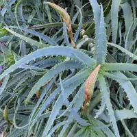 アロエ・アレニコラの基本情報・育て方｜多肉植物・サボテン図鑑