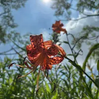 ヤマユリの種類（原種、品種）｜植物図鑑｜みんなの趣味の園芸（NHK出版）
