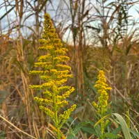 キリンソウの写真｜植物図鑑｜みんなの趣味の園芸