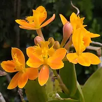 エピデンドラムとは｜育て方がわかる植物図鑑｜みんなの趣味の園芸