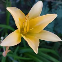 ヘメロカリスの種類（原種、品種）｜植物図鑑｜みんなの趣味の園芸