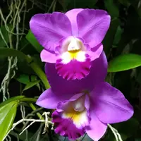 カトレアの写真〔2ページ目〕｜植物図鑑｜みんなの趣味の園芸